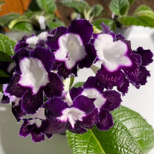 LE Violetta Streptocarpus 2.5&quot; Pot Starter Plant