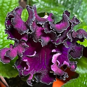 DEM Chernyi Lebed Black Swan Streptocarpus Cape Primrose 2.5" Pot Starter Plant