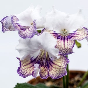 Ambra Streptocarpus Cape Primrose 2.5 Pot Starter Plant image 6