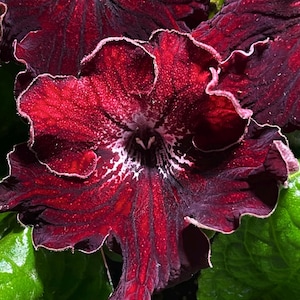 UA Vyshyvanka Carmen Streptocarpus 2.5&quot; Pot Starter Plant