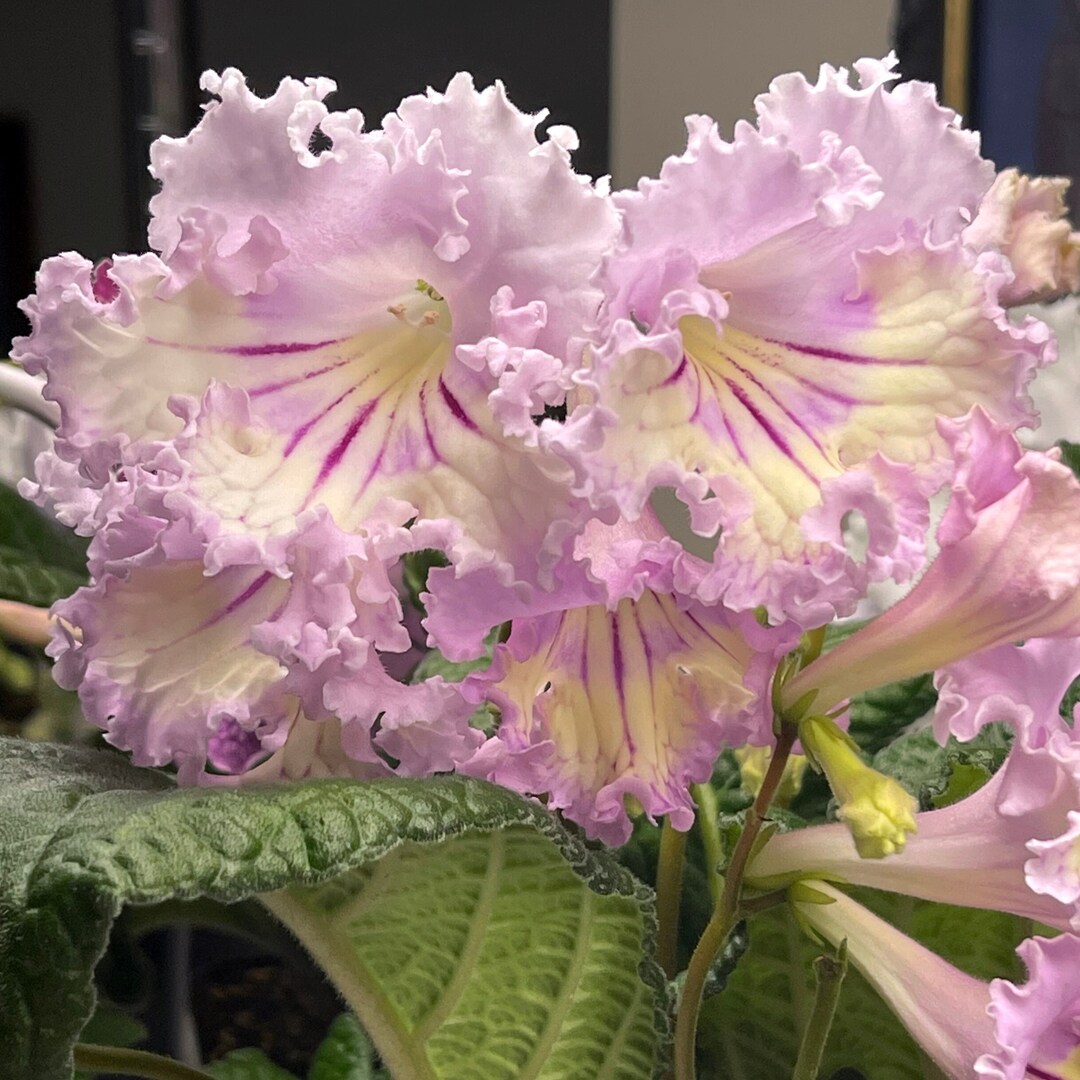 Renia Streptocarpus Cape Primrose 2.5 Pot Live Starter Plant Etsy