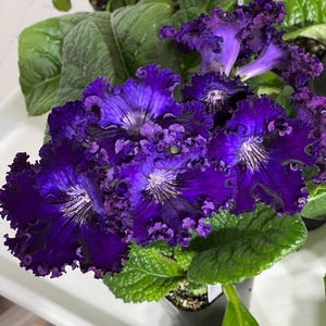 DS Riushele ‘Fringe Fry’ Streptocarpus 2.5&quot; Pot Starter Plant