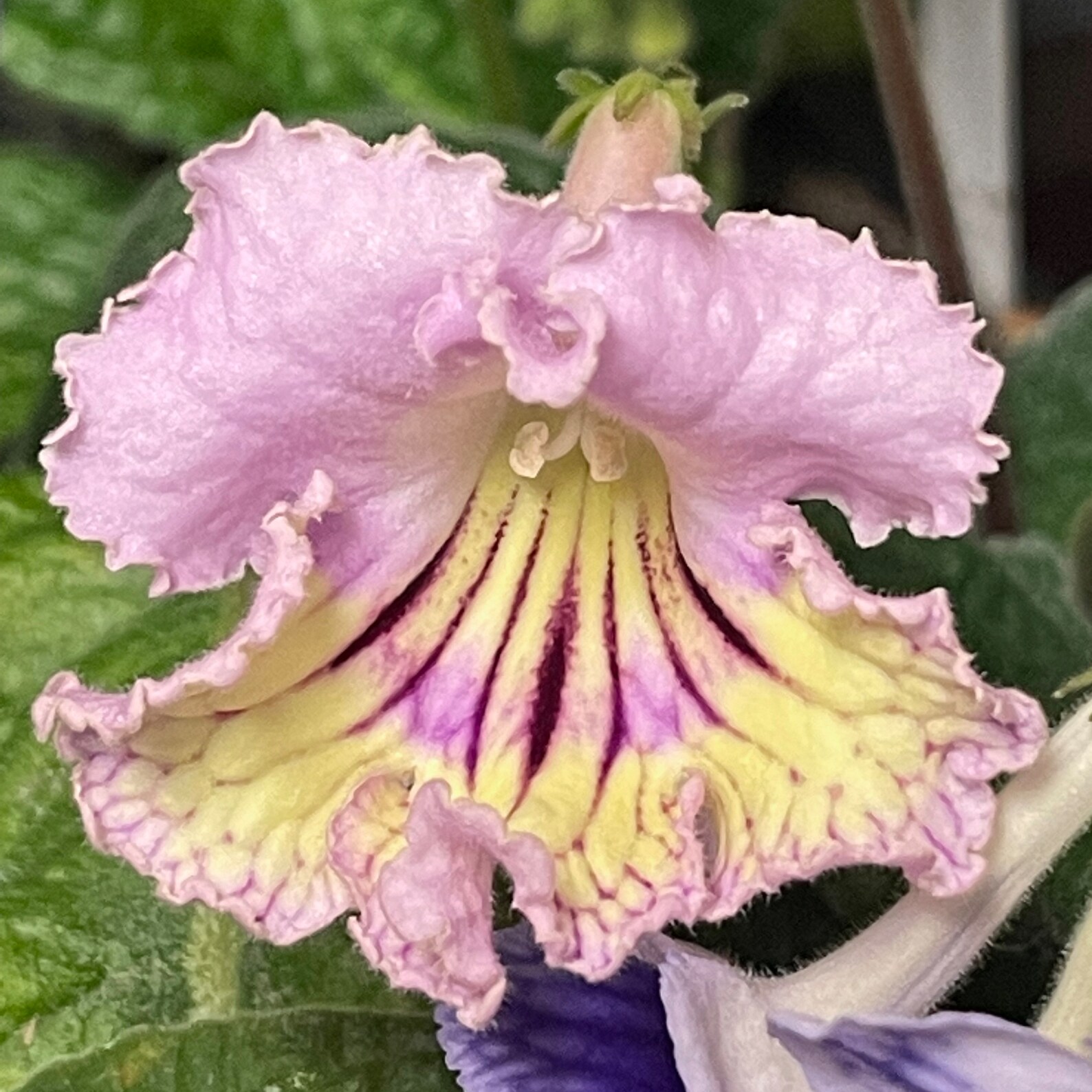 Renia Streptocarpus Cape Primrose 2.5 Pot Live Starter Etsy