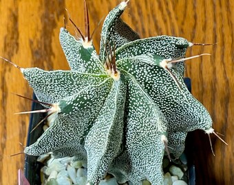 Astrophytum ornatum var. mirabelli Bishop’s Cap Cactus Plant