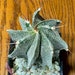 see more listings in the Cactus section