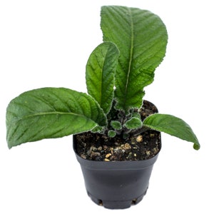 Ambra Streptocarpus Cape Primrose 2.5 Pot Starter Plant image 7