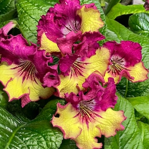 May include: Close-up of a group of vibrant flowers with yellow petals and deep pink edges. The flowers have a ruffled appearance and are arranged in a cluster, creating a visually appealing display.
