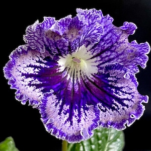 DEM Hoar Frost Streptocarpus 2.5&quot; Pot Live Starter Plant