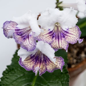 Ambra Streptocarpus Cape Primrose 2.5 Pot Starter Plant image 4