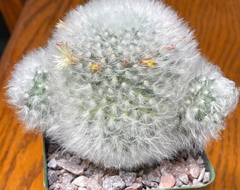 Mammillaria bocasana multilanata Powder Puff Cactus Plant