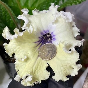 May include: A close-up of a large, ruffled flower with creamy yellow petals and white edges. The center features purple markings. A U.S. dime is placed on the flower for size comparison. The flower is likely part of a houseplant.