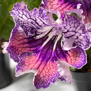 UA Mavka Streptocarpus 2.5&quot; Pot Starter Plant