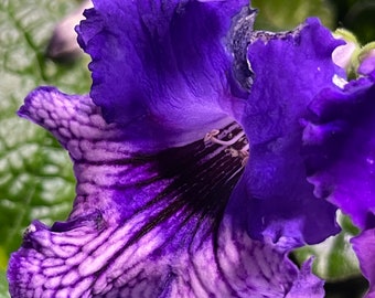 OI Magical Evening Streptocarpus 2.5" Pot Starter Plant