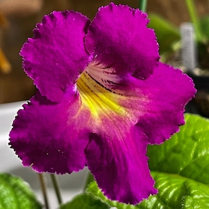 BB Hawaiian Ways 1893 Streptocarpus 2.5&quot; Pot Live Starter Plant
