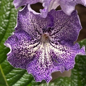BB 1315 Streptocarpus 2.5&quot; Pot Live Starter Plant
