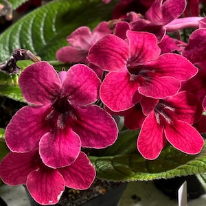 Bristol&#39;s Cherry Bomb Streptocarpus Cape Primrose 2.5&quot; Pot Starter Plant