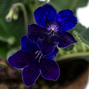 Bristol's Black Light Streptocarpus Cape Primrose 2.5" Pot Starter Plant