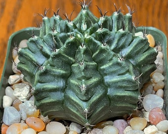 Gymnocalycium mihanovichii Green Striped Cactus Plant