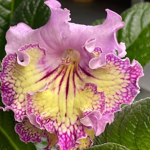 VaT Beloved Girl Streptocarpus 2.5&quot; Pot Starter Plant