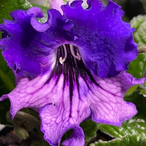 OI Magical Evening Streptocarpus 2.5 Pot Starter Plant image 3