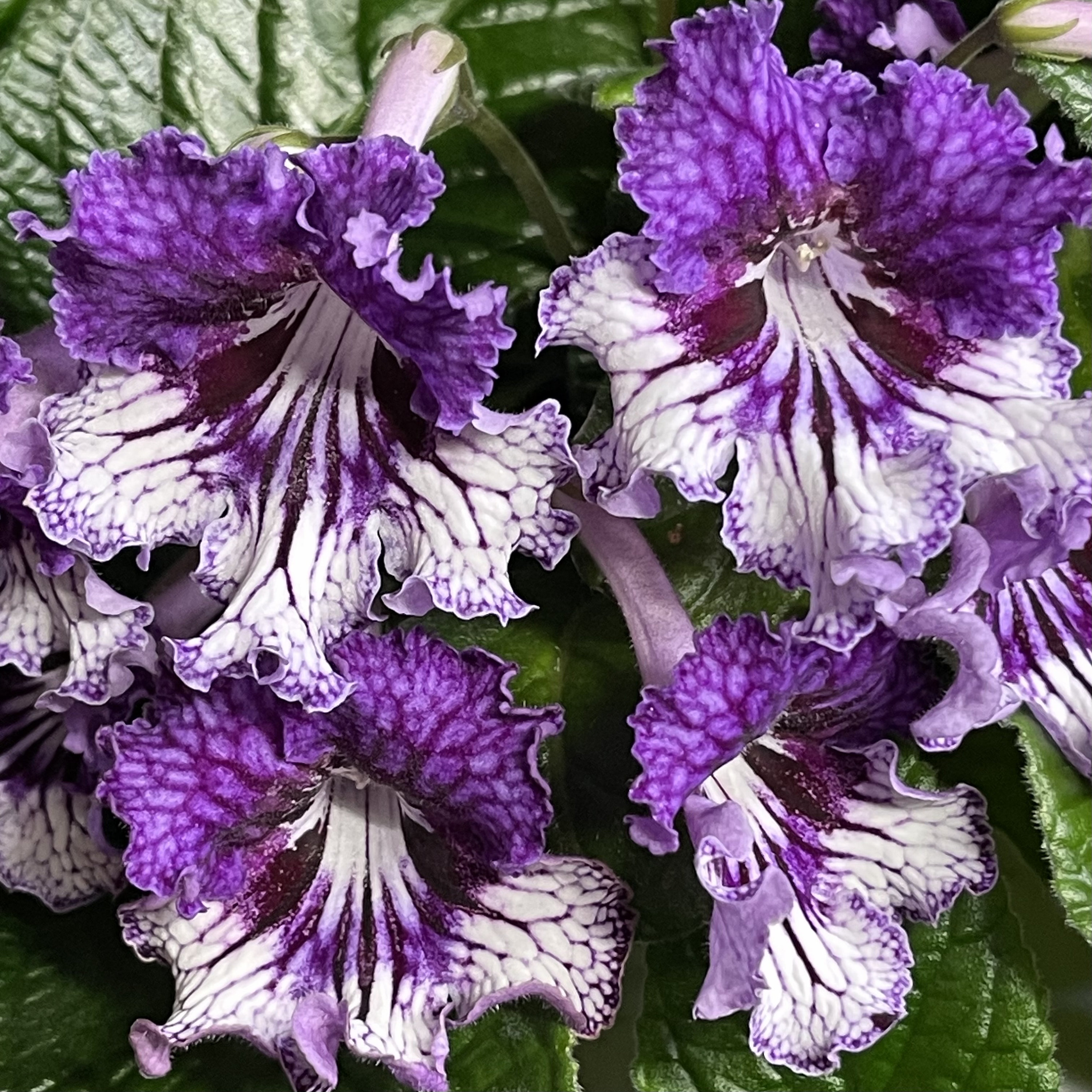 TSF Zhizel Streptocarpus Purple & White Ruffled Blooms 2.5