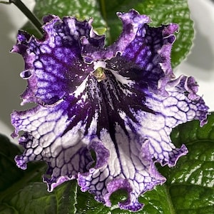 OD Shavitzer Streptocarpus - Cape Primrose 2.5&quot; Pot Live Starter Plant