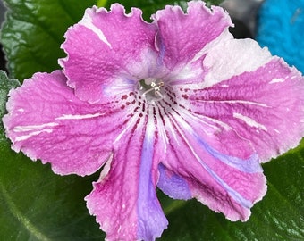 DS Kaleidoscope Streptocarpus 2.5" Pot Starter Plant