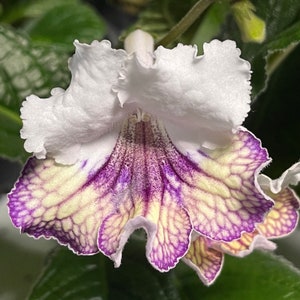 Ambra Streptocarpus Cape Primrose 2.5 Pot Starter Plant image 2