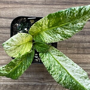 Morning Magic Variegated Streptocarpus Cape Primrose 2.5" Pot Starter Plant