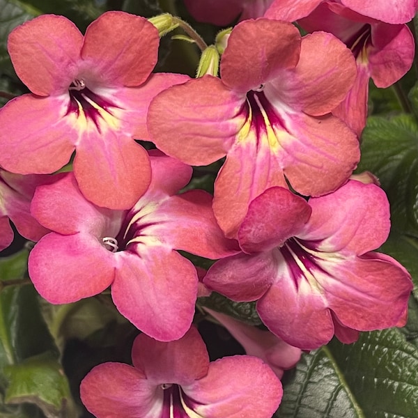 Salmon Sunset Streptocarpus Cape Primrose 2.5" Pot Starter Plant