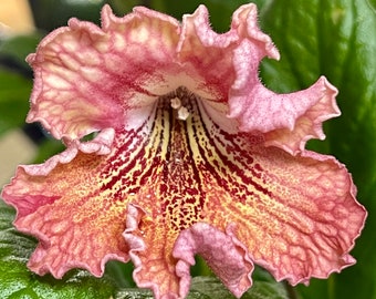 Listy Streptocarpus Orange/Pink Blooms 2.5" Pot Live Rooted Plant