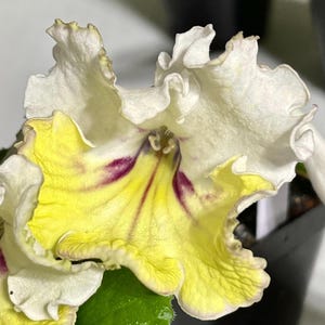 May include: Close-up of a vibrant flower with ruffled, creamy white petals edged in yellow. The lower petals are a bright yellow with deep purple veining. The flower is in full bloom, showcasing its intricate details and color variations.