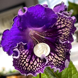 PK Rand Streptocarpus 2.5&quot; Pot Starter Plant