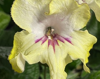 AS Solar Swirls Streptocarpus Cape Primrose 2.5" Pot Starter Plant