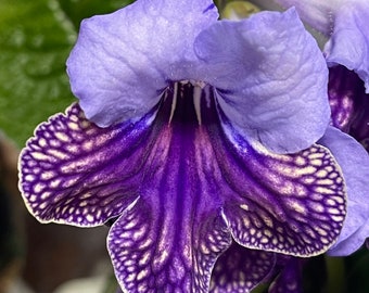 Harlequin Lace Streptocarpus 2.5