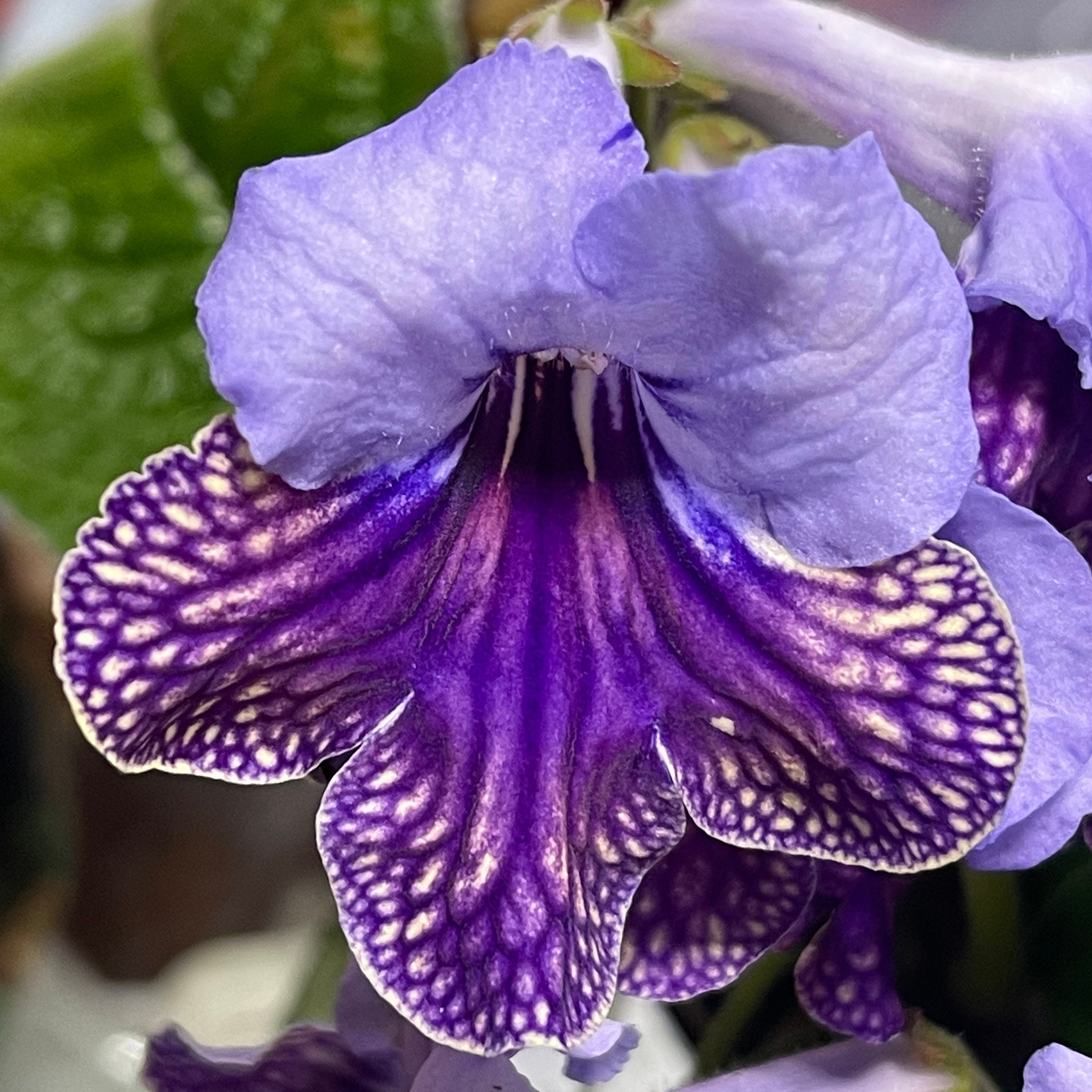 Harlequin Lace Streptocarpus 2.5