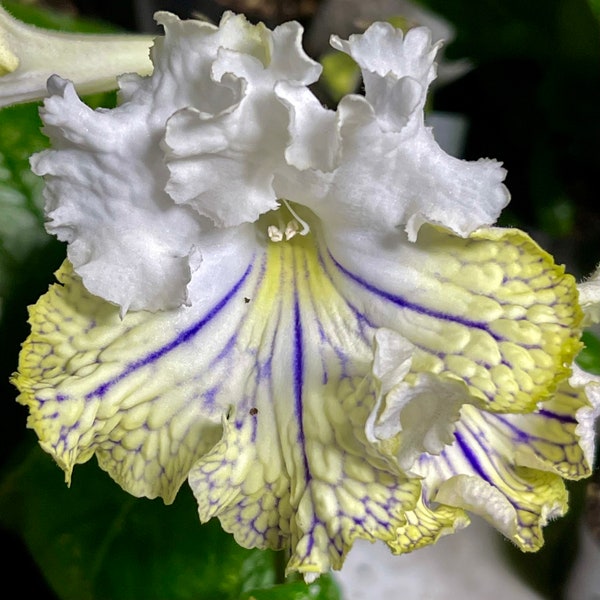 OM Asusena Streptocarpus Cape Primrose 2.5" Pot Starter Plant