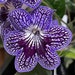 see more listings in the Streptocarpus section
