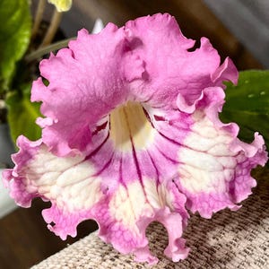 BB 1587 Streptocarpus 2.5&quot; Pot Starter Plant
