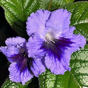 BB 1279 Streptocarpus 2.5&quot; Pot Live Starter Plant
