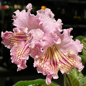 May include: Close-up of a light pink flower with ruffled petals. The flower's center features a pattern of yellow and deep pink stripes and spots. The flower is in full bloom, showcasing its intricate details and textures.