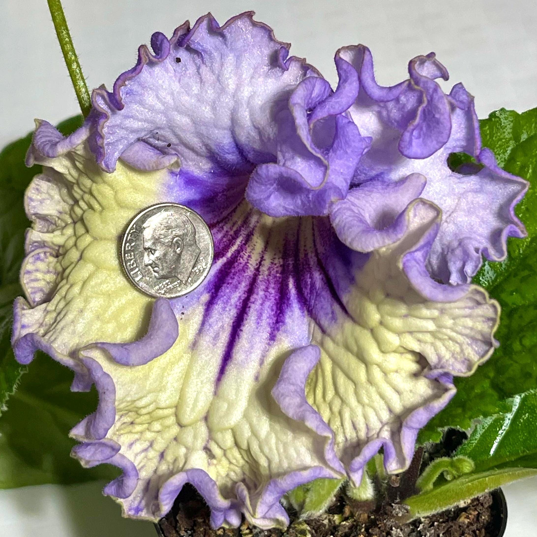 PK Perfekt Streptocarpus 2.5