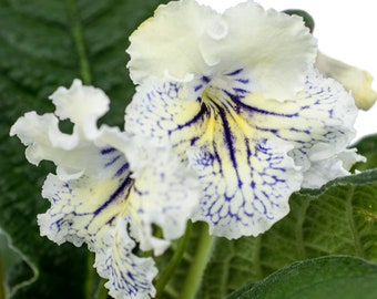 Fred's Yellow Ice Streptocarpus Cape Primrose 2.5" Pot Starter Plant