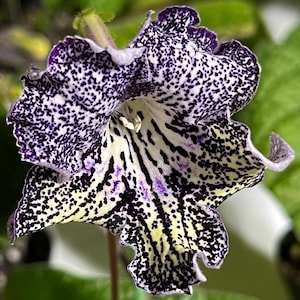 BB Celestial Beauty 1845 Streptocarpus 2.5&quot; Pot Starter Plant