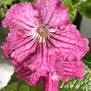 BB 1490 Streptocarpus 2.5&quot; Pot Starter Plant