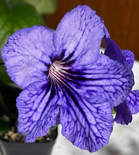 echinodorus aquarium plants Ruffled Sword Plant Hardy Aquarium Plant main image 0