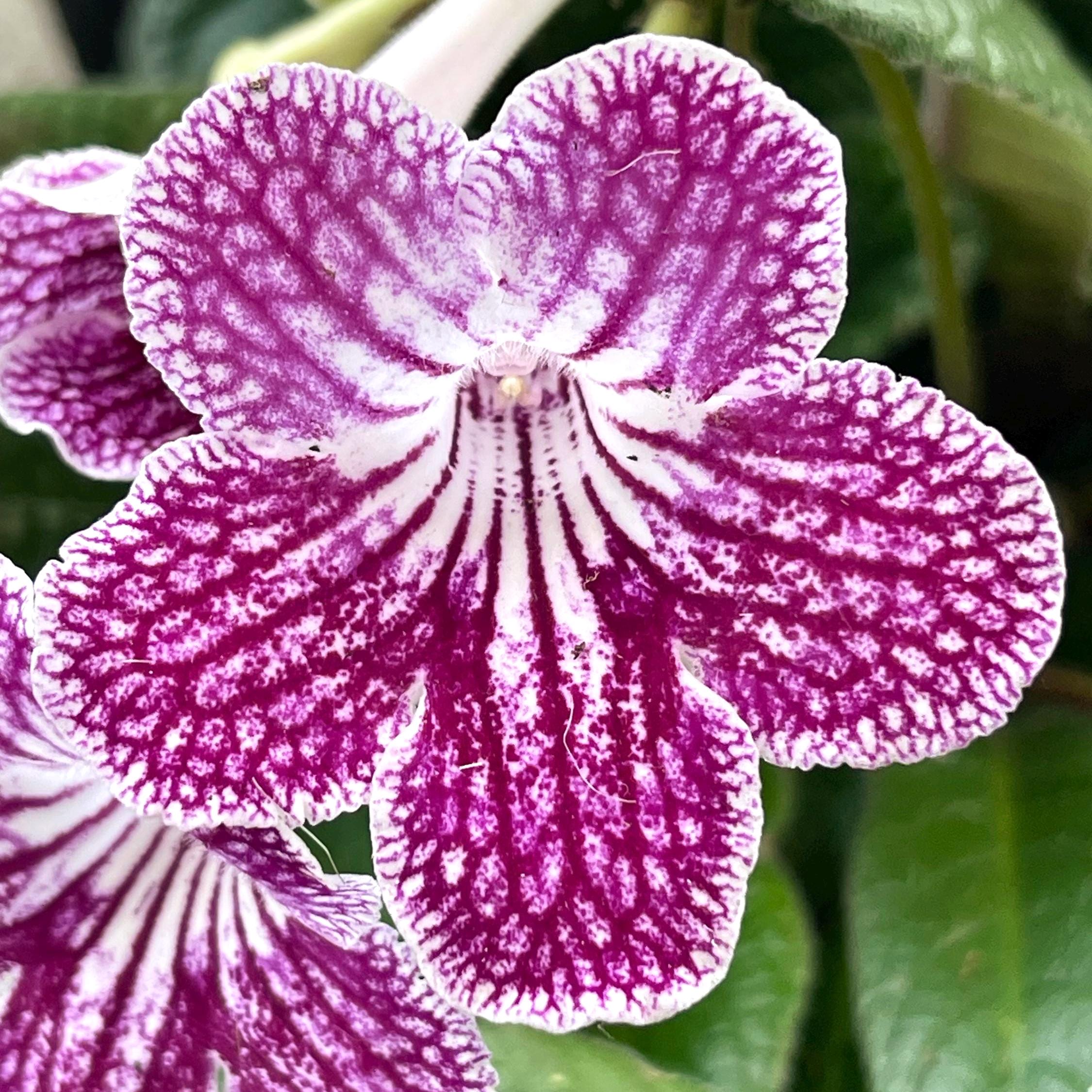 Ladyslippers Cherry Ice (polka Dot Red) Streptocarpus 2.5