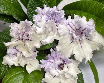 Bristol’s Poodle Skirt Streptocarpus Cape Primrose 2.5" Pot Starter Plant