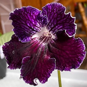 BB 1894 Streptocarpus 2.5&quot; Pot Live Starter Plant