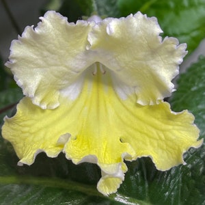 Zlotko Gold Streptocarpus Cape Primrose 2.5" Pot Starter Plant